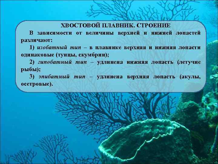 ХВОСТОВОЙ ПЛАВНИК. СТРОЕНИЕ В зависимости от величины верхней и нижней лопастей различают: 1) изобатный