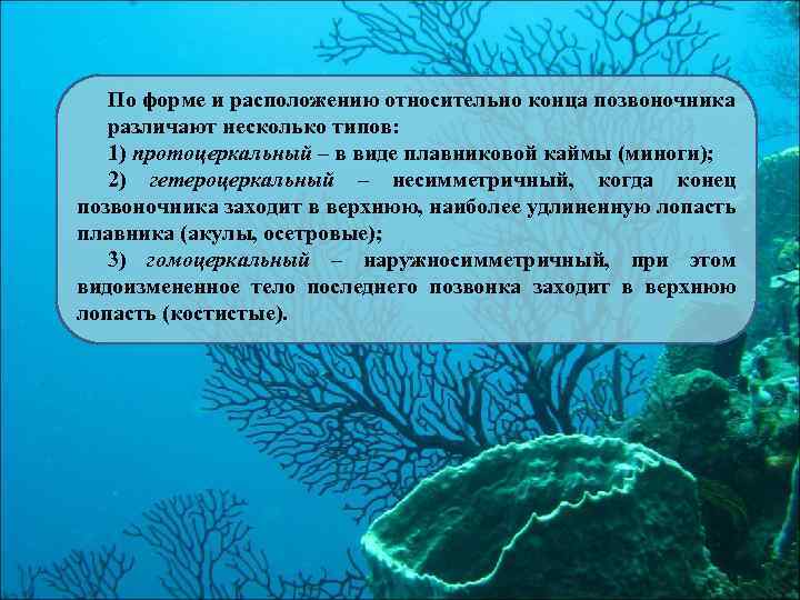 По форме и расположению относительно конца позвоночника различают несколько типов: 1) протоцеркальный – в