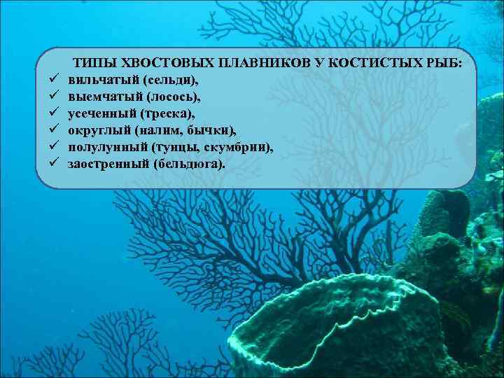 ü ü ü ТИПЫ ХВОСТОВЫХ ПЛАВНИКОВ У КОСТИСТЫХ РЫБ: вильчатый (сельди), выемчатый (лосось), усеченный