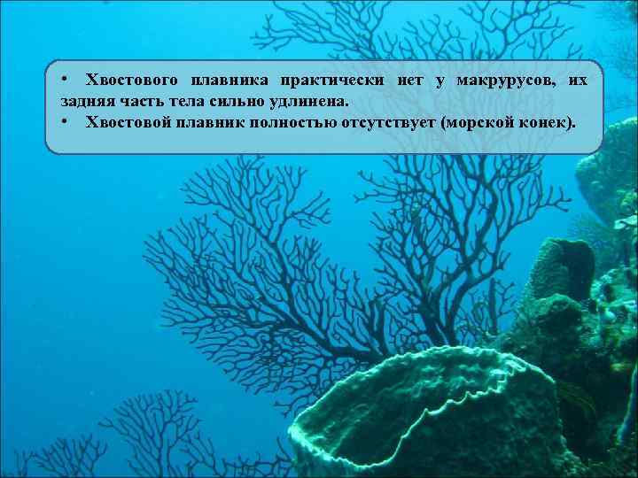  • Хвостового плавника практически нет у макрурусов, их задняя часть тела сильно удлинена.