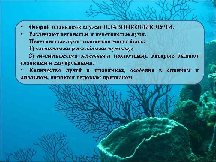 Специалист изучающий морфологию анатомию географическое распространение водорослей