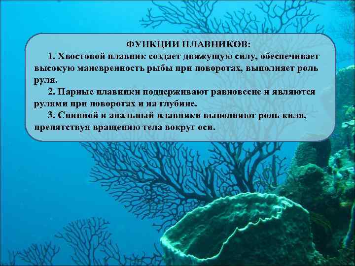 ФУНКЦИИ ПЛАВНИКОВ: 1. Хвостовой плавник создает движущую силу, обеспечивает высокую маневренность рыбы при поворотах,