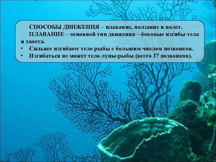 СПОСОБЫ ДВИЖЕНИЯ – плавание, ползание и полет. ПЛАВАНИЕ – основной тип движения – боковые