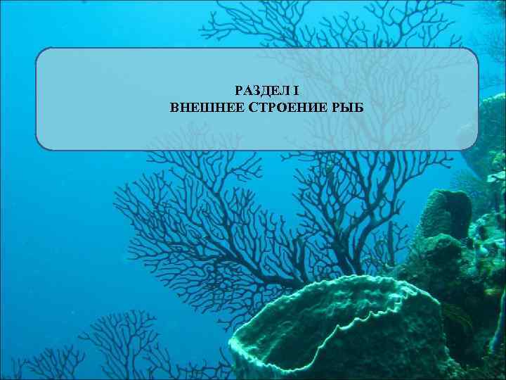РАЗДЕЛ I ВНЕШНЕЕ СТРОЕНИЕ РЫБ 