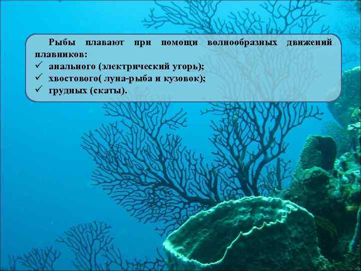 Рыбы плавают при помощи волнообразных движений плавников: ü анального (электрический угорь); ü хвостового( луна-рыба