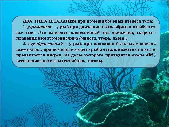 ДВА ТИПА ПЛАВАНИЯ при помощи боковых изгибов тела: 1. угревидный – у рыб при