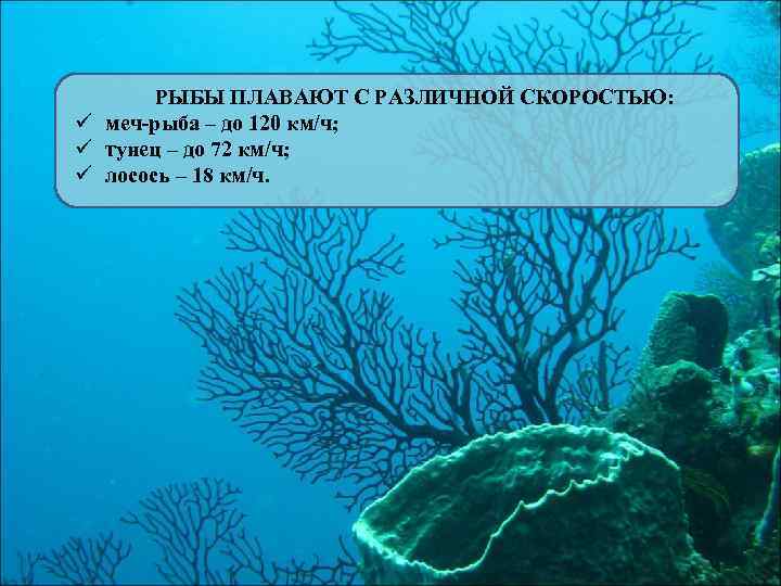 РЫБЫ ПЛАВАЮТ С РАЗЛИЧНОЙ СКОРОСТЬЮ: ü меч-рыба – до 120 км/ч; ü тунец –