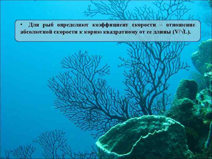  • Для рыб определяют коэффициент скорости – отношение абсолютной скорости к корню квадратному