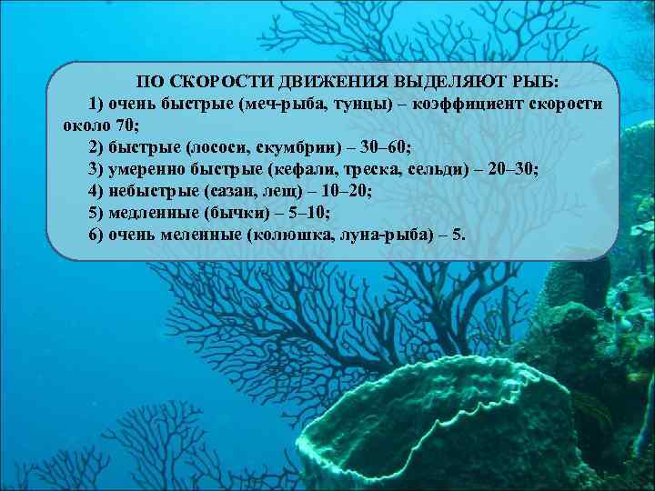 ПО СКОРОСТИ ДВИЖЕНИЯ ВЫДЕЛЯЮТ РЫБ: 1) очень быстрые (меч-рыба, тунцы) – коэффициент скорости около