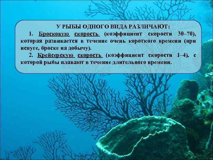 У РЫБЫ ОДНОГО ВИДА РАЗЛИЧАЮТ: 1. Бросковую скорость (коэффициент скорости 30– 70), которая развивается