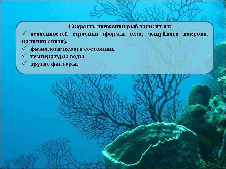 Скорость движения рыб зависит от: ü особенностей строения (формы тела, чешуйного покрова, наличия слизи),