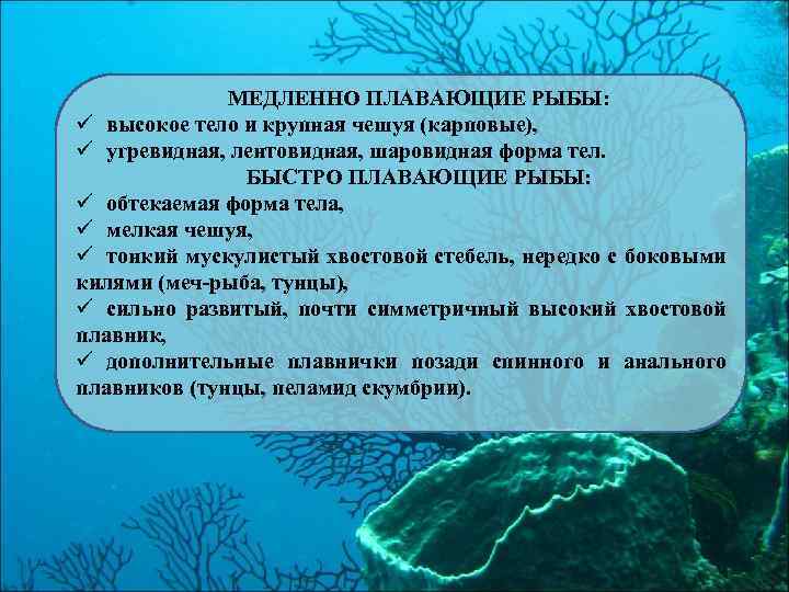МЕДЛЕННО ПЛАВАЮЩИЕ РЫБЫ: ü высокое тело и крупная чешуя (карповые), ü угревидная, лентовидная, шаровидная