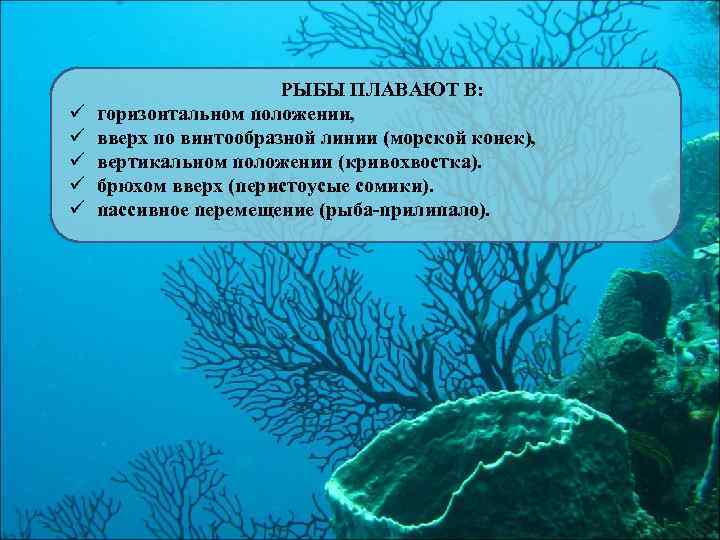 ü ü ü РЫБЫ ПЛАВАЮТ В: горизонтальном положении, вверх по винтообразной линии (морской конек),