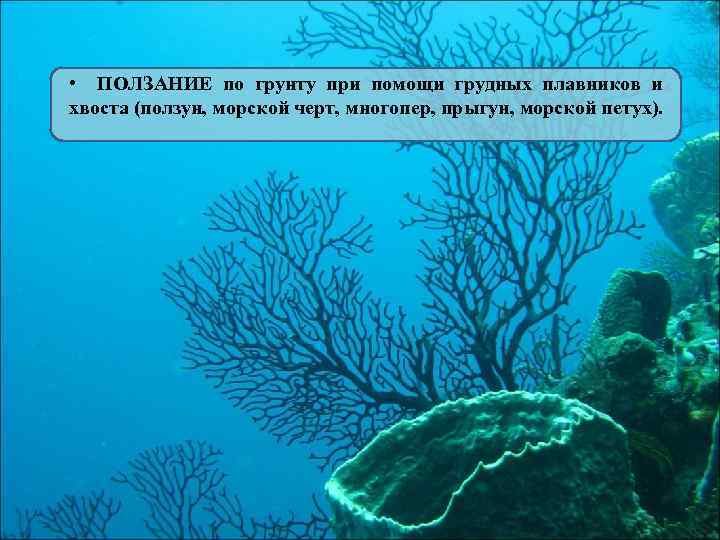  • ПОЛЗАНИЕ по грунту при помощи грудных плавников и хвоста (ползун, морской черт,