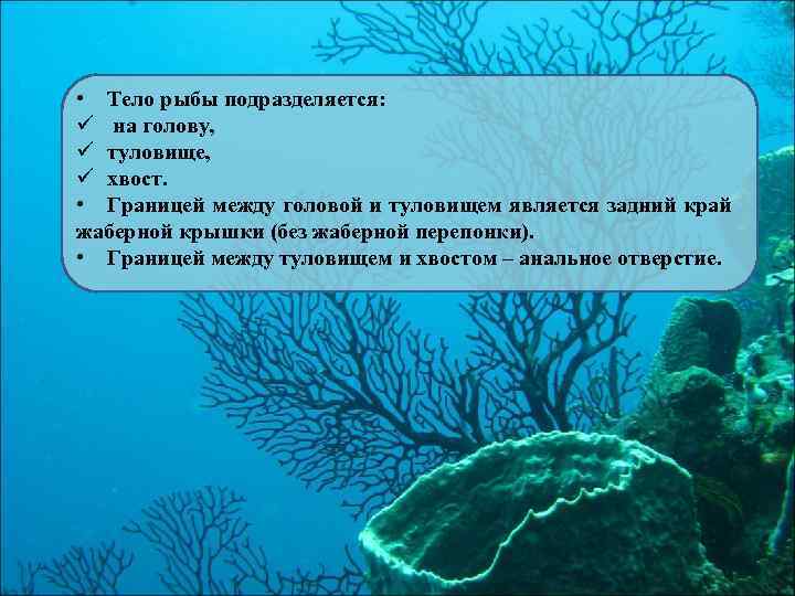  • Тело рыбы подразделяется: ü на голову, ü туловище, ü хвост. • Границей