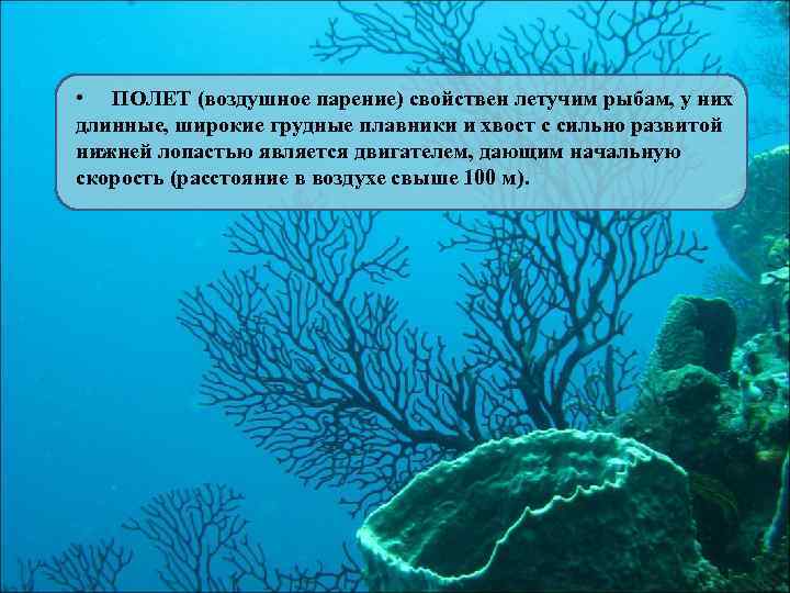  • ПОЛЕТ (воздушное парение) свойствен летучим рыбам, у них длинные, широкие грудные плавники