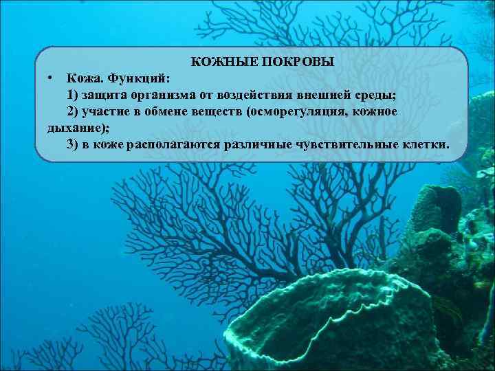 КОЖНЫЕ ПОКРОВЫ • Кожа. Функций: 1) защита организма от воздействия внешней среды; 2) участие