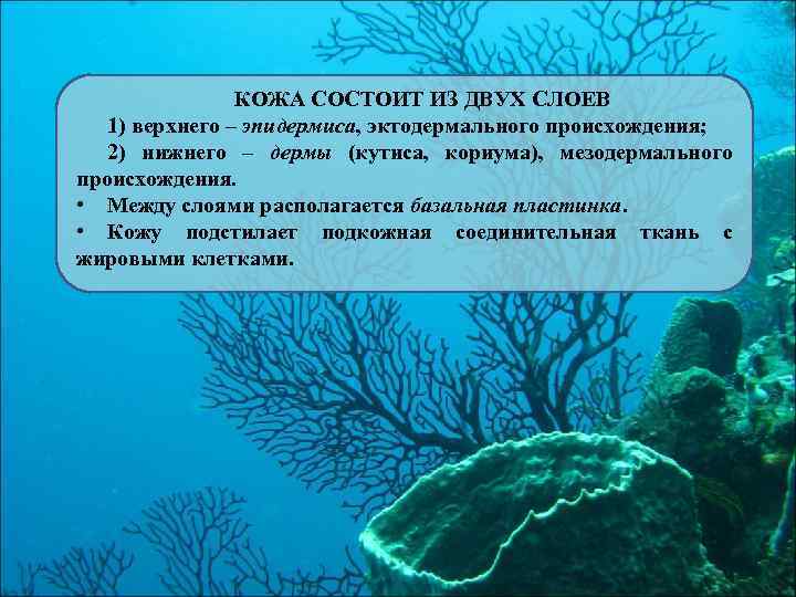 КОЖА СОСТОИТ ИЗ ДВУХ СЛОЕВ 1) верхнего – эпидермиса, эктодермального происхождения; 2) нижнего –