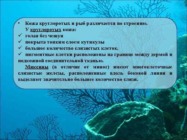  • Кожа круглоротых и рыб различается по строению. У круглоротых кожа: ü голая