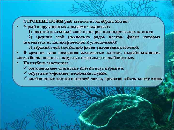 СТРОЕНИЕ КОЖИ рыб зависит от их образа жизни. • У рыб и круглоротых эпидермис
