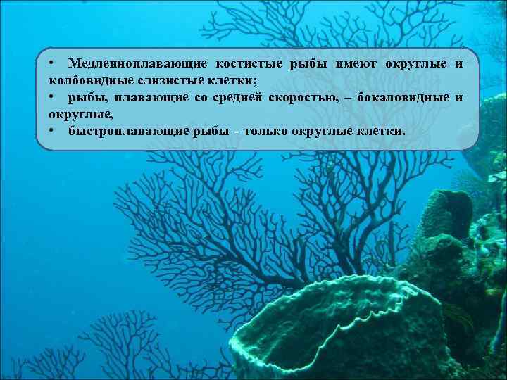  • Медленноплавающие костистые рыбы имеют округлые и колбовидные слизистые клетки; • рыбы, плавающие