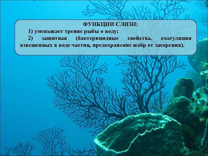 ФУНКЦИИ СЛИЗИ: 1) уменьшает трение рыбы о воду; 2) защитная (бактерицидные свойства, коагуляция взвешенных