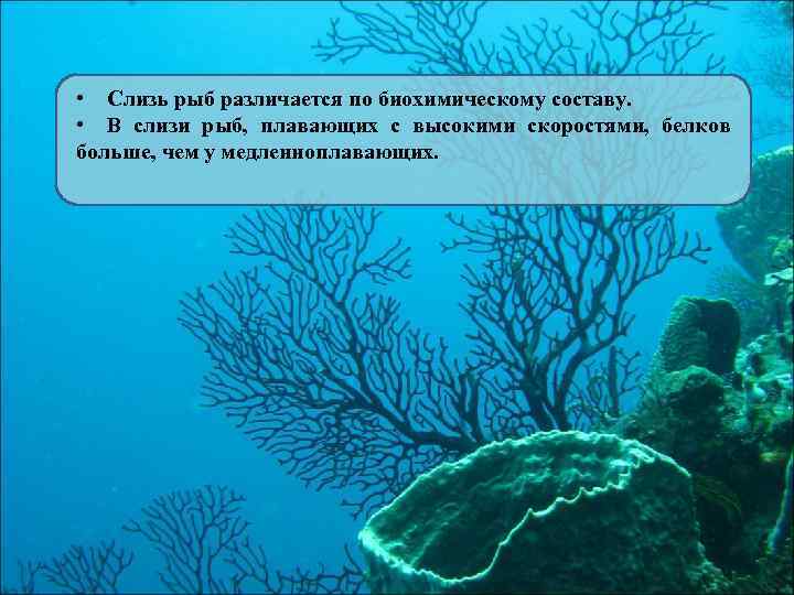  • Слизь рыб различается по биохимическому составу. • В слизи рыб, плавающих с