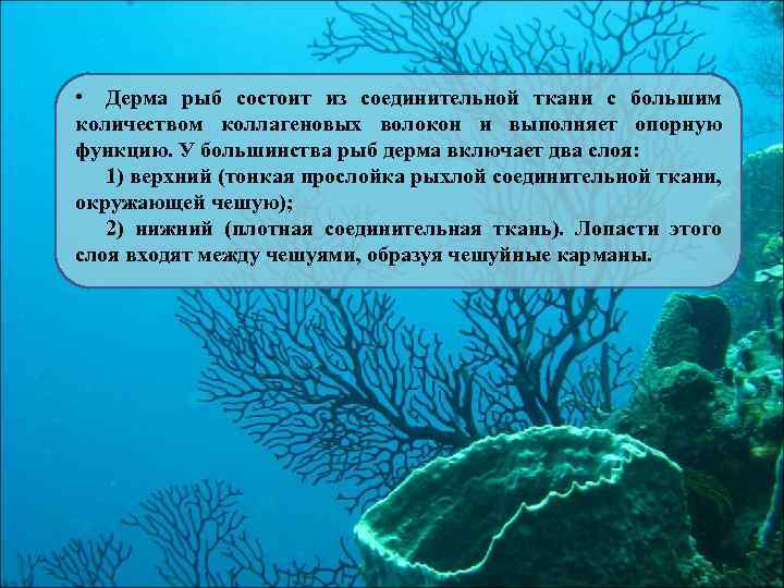  • Дерма рыб состоит из соединительной ткани с большим количеством коллагеновых волокон и