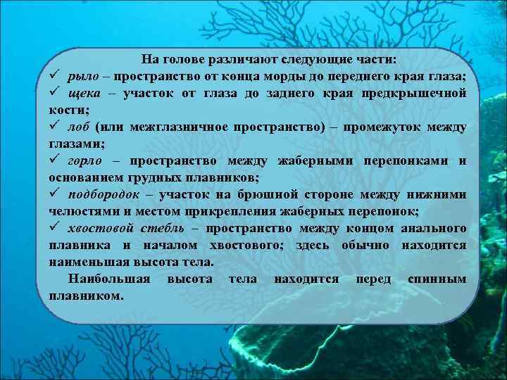 На голове различают следующие части: ü рыло – пространство от конца морды до переднего