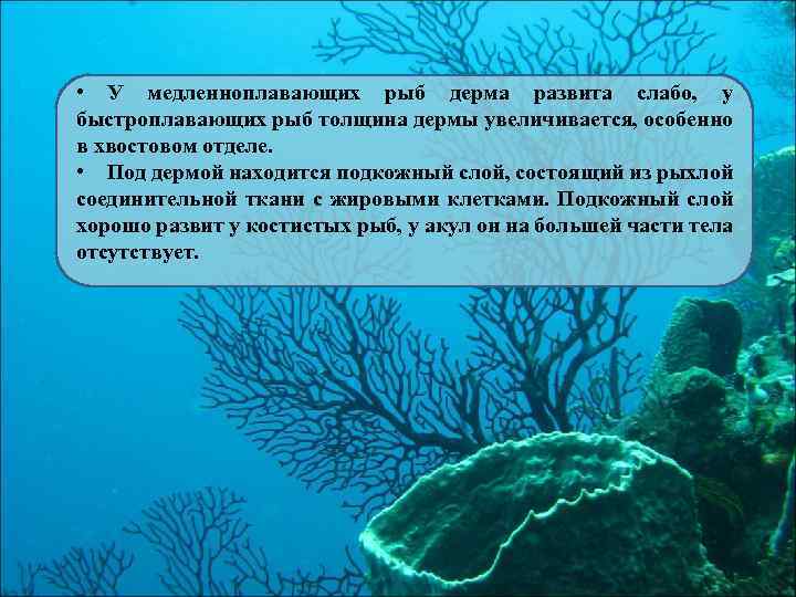  • У медленноплавающих рыб дерма развита слабо, у быстроплавающих рыб толщина дермы увеличивается,