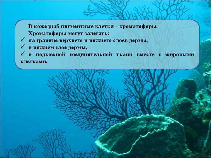 В коже рыб пигментные клетки – хроматофоры. Хроматофоры могут залегать: ü на границе верхнего