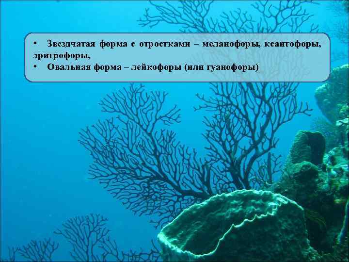  • Звездчатая форма с отростками – меланофоры, ксантофоры, эритрофоры, • Овальная форма –