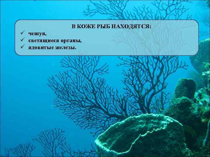 В КОЖЕ РЫБ НАХОДЯТСЯ: ü чешуя, ü светящиеся органы, ü ядовитые железы. 