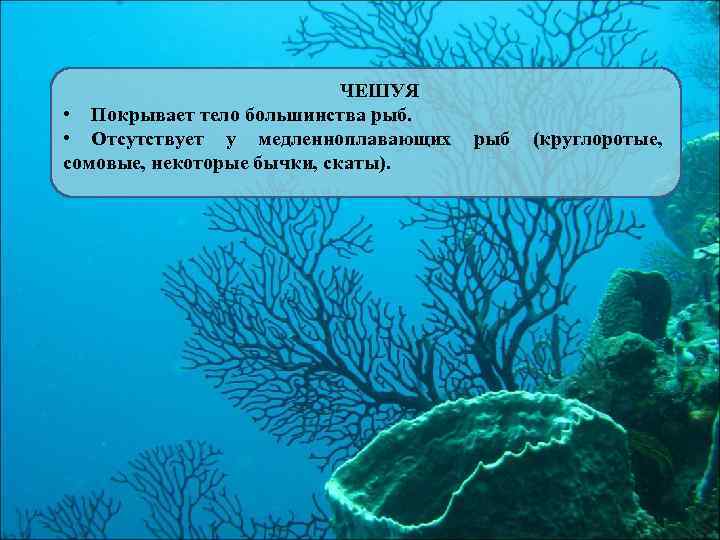 ЧЕШУЯ • Покрывает тело большинства рыб. • Отсутствует у медленноплавающих рыб (круглоротые, сомовые, некоторые