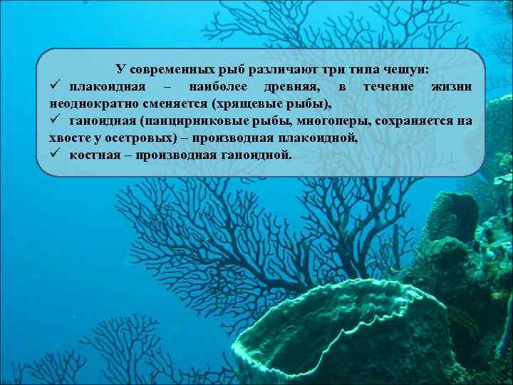 У современных рыб различают три типа чешуи: ü плакоидная – наиболее древняя, в течение