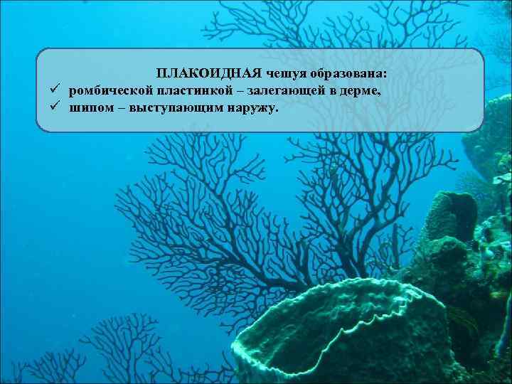 ПЛАКОИДНАЯ чешуя образована: ü ромбической пластинкой – залегающей в дерме, ü шипом – выступающим