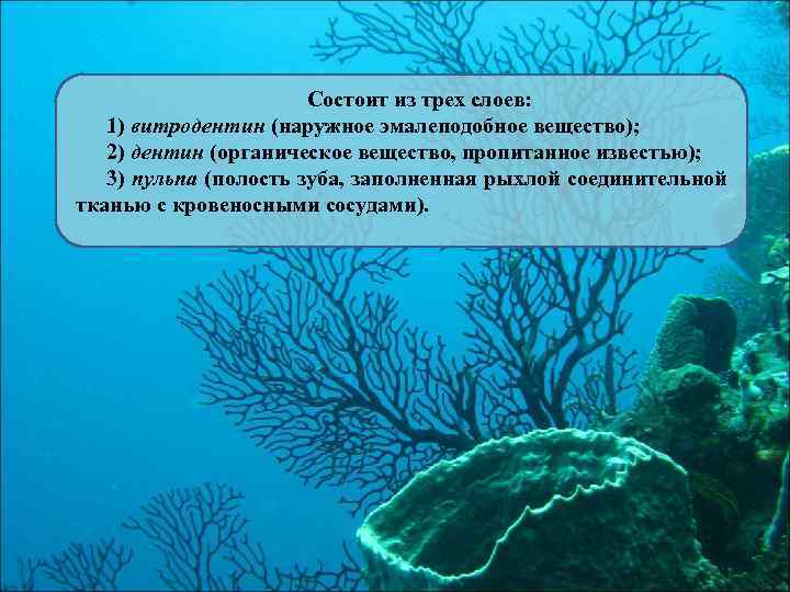 Состоит из трех слоев: 1) витродентин (наружное эмалеподобное вещество); 2) дентин (органическое вещество, пропитанное