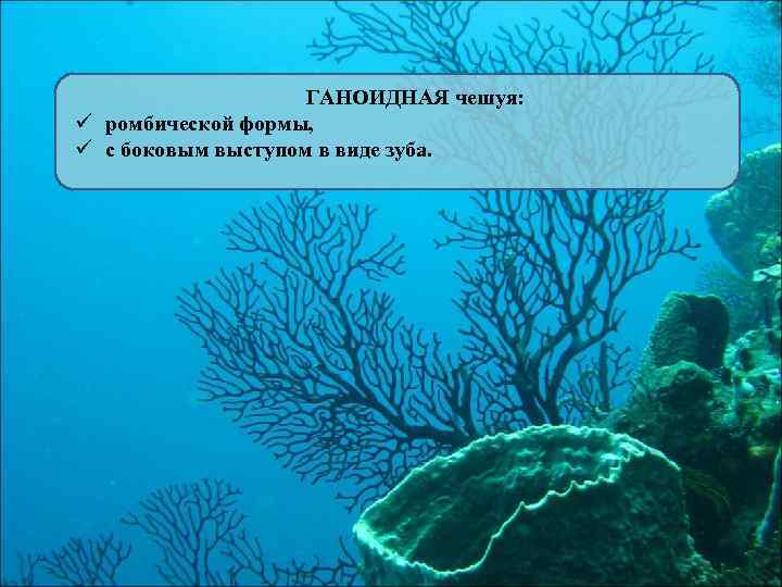 ГАНОИДНАЯ чешуя: ü ромбической формы, ü с боковым выступом в виде зуба. 