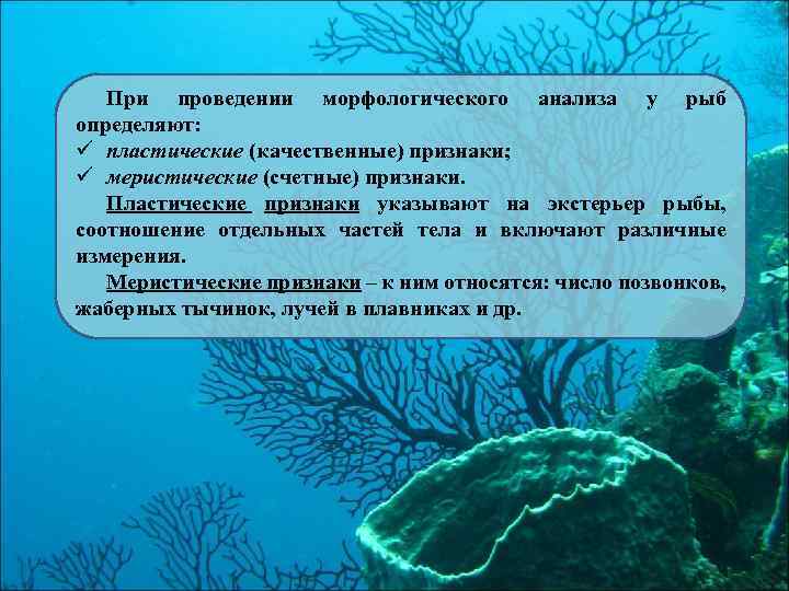 При проведении морфологического анализа у рыб определяют: ü пластические (качественные) признаки; ü меристические (счетные)