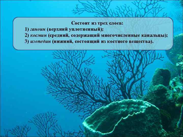 Состоит из трех слоев: 1) ганоин (верхний уплотненный); 2) космин (средний, содержащий многочисленные канальцы);