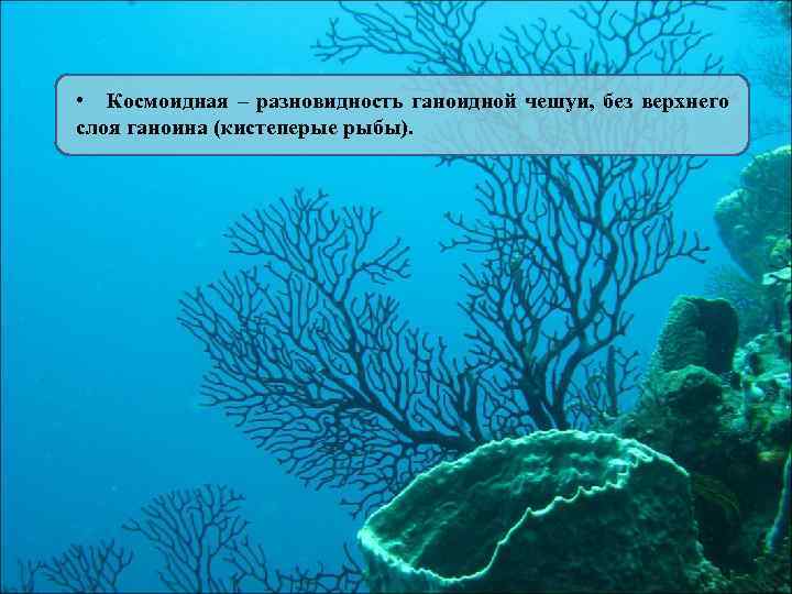  • Космоидная – разновидность ганоидной чешуи, без верхнего слоя ганоина (кистеперые рыбы). 