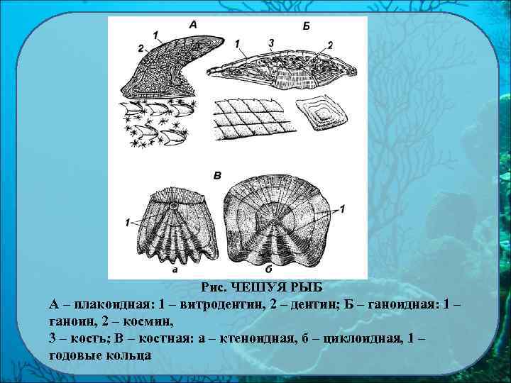 Рис. ЧЕШУЯ РЫБ А – плакоидная: 1 – витродентин, 2 – дентин; Б –