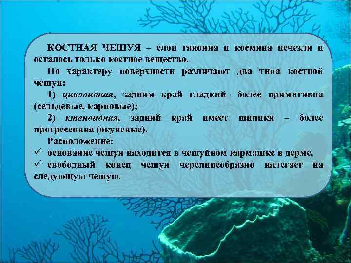 КОСТНАЯ ЧЕШУЯ – слои ганоина и космина исчезли и осталось только костное вещество. По