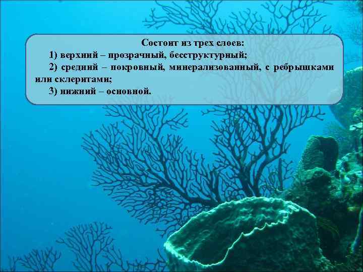 Состоит из трех слоев: 1) верхний – прозрачный, бесструктурный; 2) средний – покровный, минерализованный,