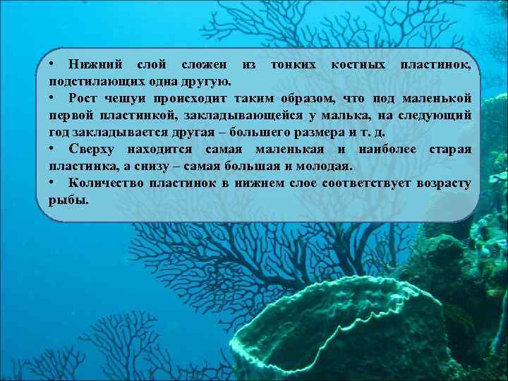  • Нижний сложен из тонких костных пластинок, подстилающих одна другую. • Рост чешуи