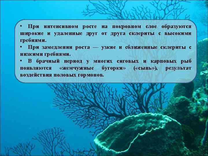  • При интенсивном росте на покровном слое образуются широкие и удаленные друг от