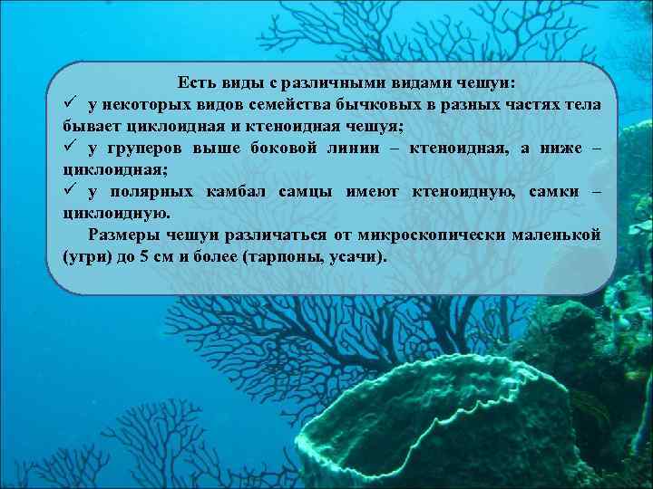 Есть виды с различными видами чешуи: ü у некоторых видов семейства бычковых в разных