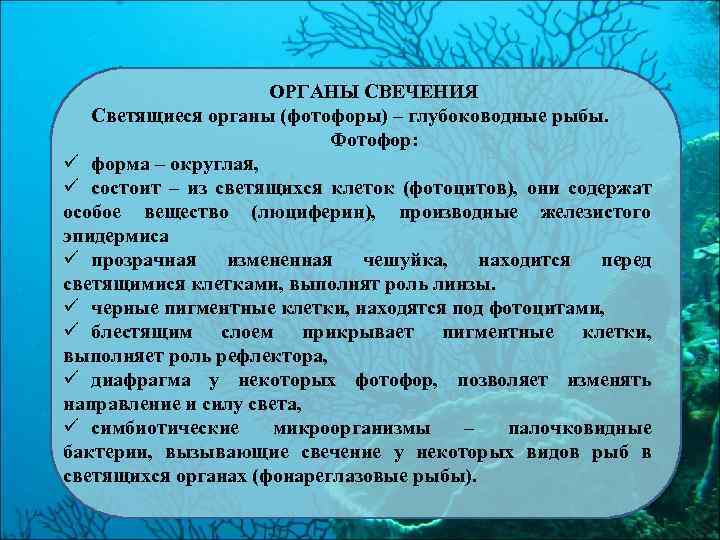 ОРГАНЫ СВЕЧЕНИЯ Светящиеся органы (фотофоры) – глубоководные рыбы. Фотофор: ü форма – округлая, ü
