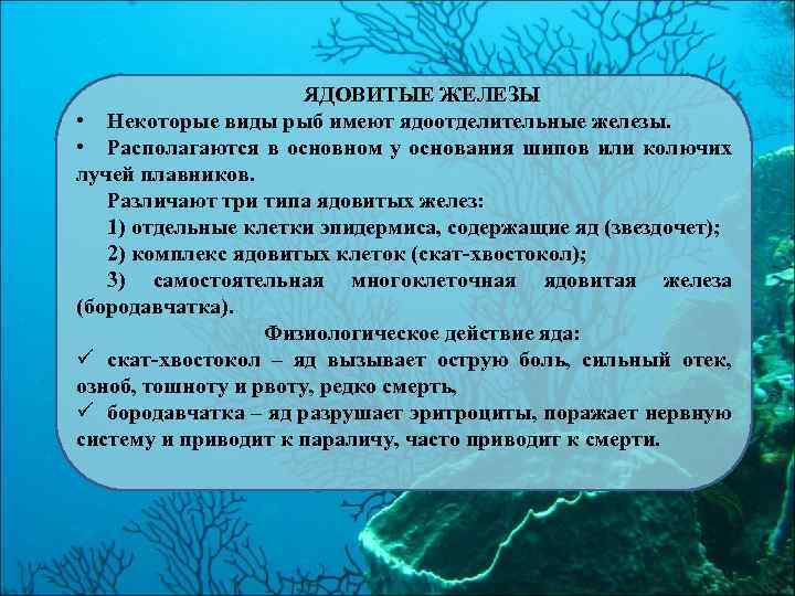 ЯДОВИТЫЕ ЖЕЛЕЗЫ • Некоторые виды рыб имеют ядоотделительные железы. • Располагаются в основном у