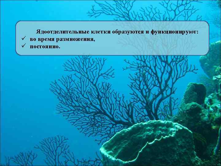 Ядоотделительные клетки образуются и функционируют: ü во время размножения, ü постоянно. 